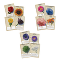 Pressed (PREORDER)